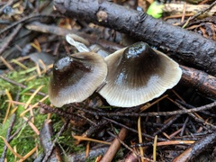 Mycena quiniaultensis