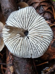 Mycena quiniaultensis