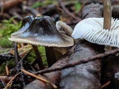Mycena quiniaultensis