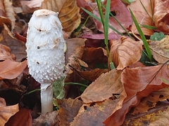 Coprinus comatus