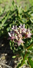 Asclepias meliodora