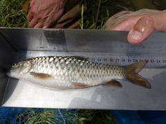 Spinibarbus hollandi