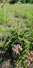 Asclepias meliodora