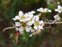 Leptospermum arachnoides