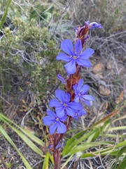 Aristea spiralis