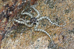 Ophiactis savignyi