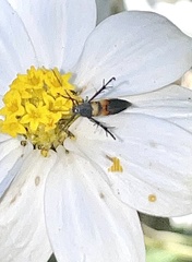 Aetole unipunctella