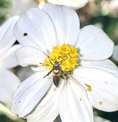 Aetole unipunctella