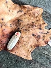 Photinus marginellus