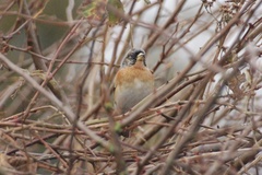 Fringilla montifringilla