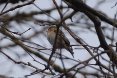 Fringilla montifringilla