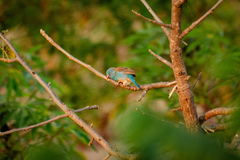 Uraeginthus cyanocephalus