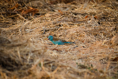 Uraeginthus cyanocephalus