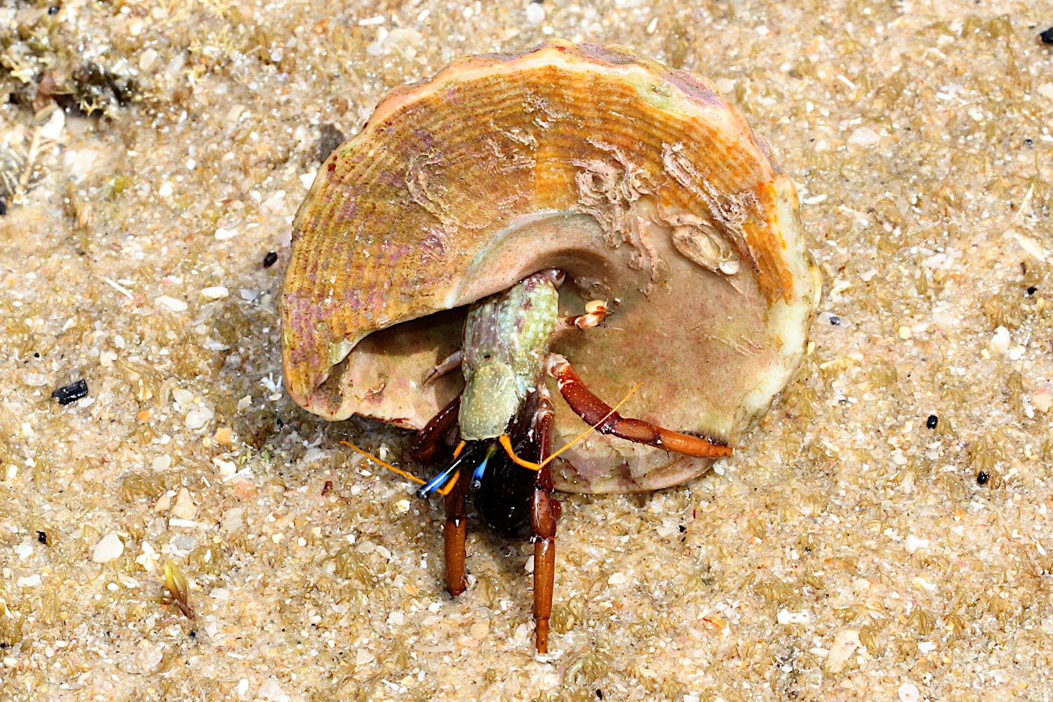 Calcinus morgani Rahayu & Forest, 1999