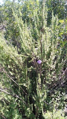 Leucophyllum pringlei