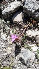 Callisia navicularis