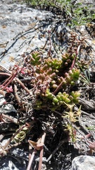 Sedum stahlii