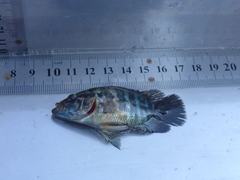 Cichlinae