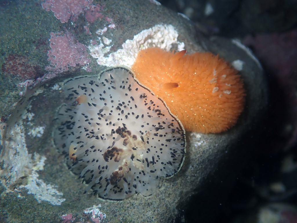 Acanthodoris