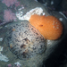 Acanthodoris - Photo (c) Robin Agarwal (ANudibranchMom on iNaturalist), some rights reserved (CC BY-NC)