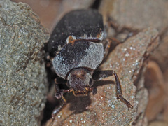 Dermestes maculatus