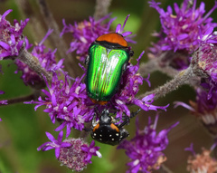 Leucocelis haemorrhoidalis