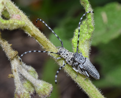Phytoecia bohemani