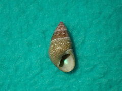 Phasianotrochus irisodontes