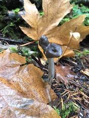 Helvella
