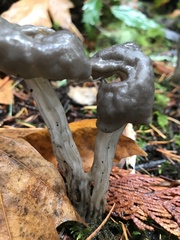 Helvella