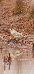 Epthianura aurifrons