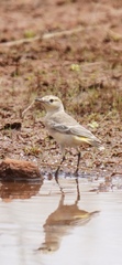 Epthianura aurifrons