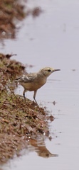 Epthianura aurifrons