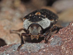 Dermestes maculatus