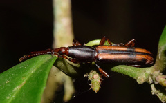 Gynandrorhynchus vittipennis