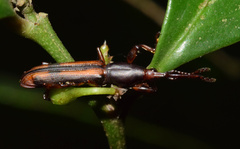 Gynandrorhynchus vittipennis