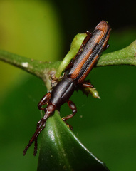 Gynandrorhynchus vittipennis