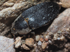 Dermestes maculatus