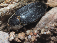 Dermestes maculatus