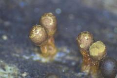Trichia botrytis