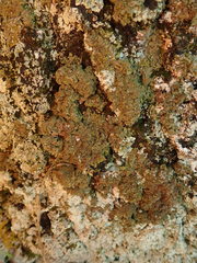 Xanthoparmelia verrucella