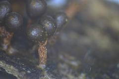 Trichia botrytis