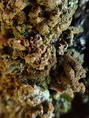 Xanthoparmelia verrucella