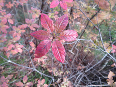 Rhododendron kaempferi