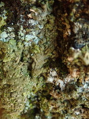 Xanthoparmelia verrucella