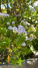 Veronica diosmifolia