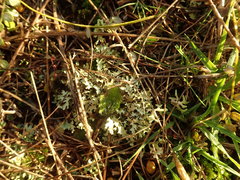 Xanthoparmelia substrigosa