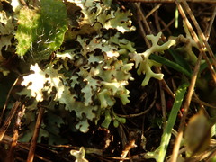 Xanthoparmelia substrigosa