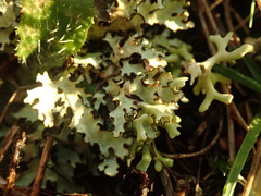 Xanthoparmelia substrigosa