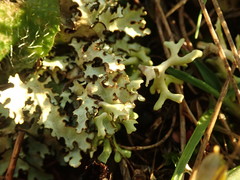 Xanthoparmelia substrigosa